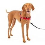 PetSafe Easy Walk No-Pull Dog Harness – The Ultimate Harness to Help Stop Pulling – Take Control & Teach Better Leash Manners – Helps Prevent Pets Pulling on Walks – Medium, Red/Black