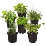 Live Aromatic and Edible Herb Assortment (Rosemary, Eucalyptus, Lavender, Mint, Other Assorted Herbs), 6 Plants Per Pack
